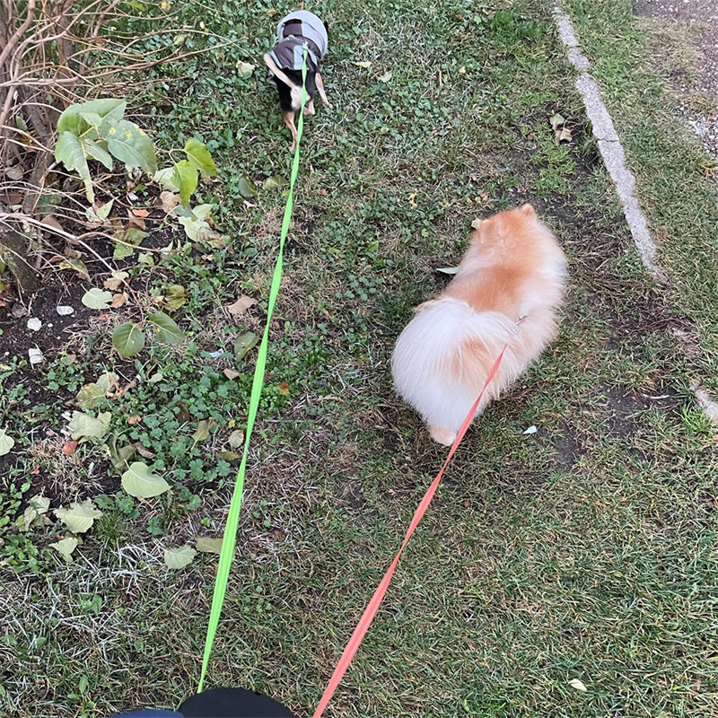 Hundeleine für zwei Hunde – 3-in-1 & handlich