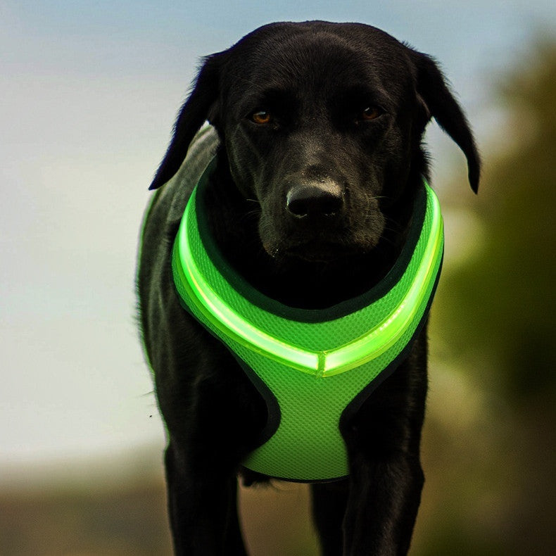 Leuchtendes Hundegeschirr mit USB – sichtbar & sicher