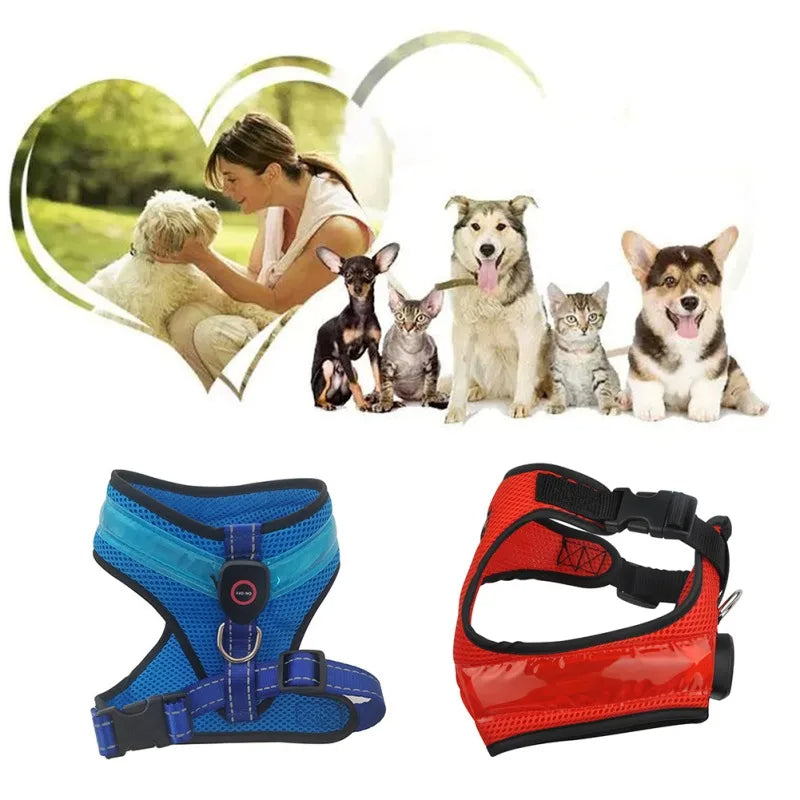 Leuchtendes Hundegeschirr mit USB – sichtbar & sicher